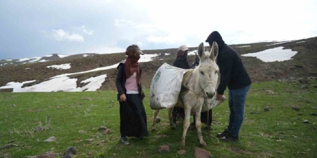Tüccarlar kilosunu 50 TL’den alıyor: Köylünün geçim kaynağı haline geldi 2